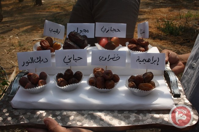 بدء موسم قطف التمور في أريحا