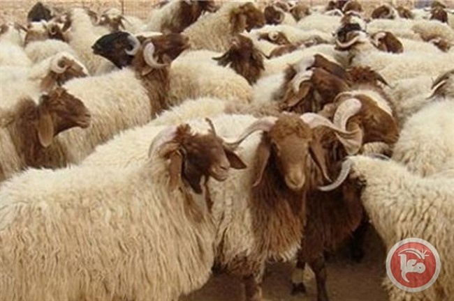 المفتي العام يؤكد جواز التضحية بالأنعام المسمنة