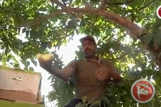موطن الجوافة يواجه التحديات رغم وفرة الإنتاج