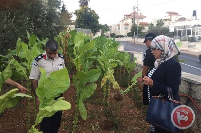 ضبط مخالفين بقضايا تبغ وبضائع فاسدة في رام الله وضواحي القدس