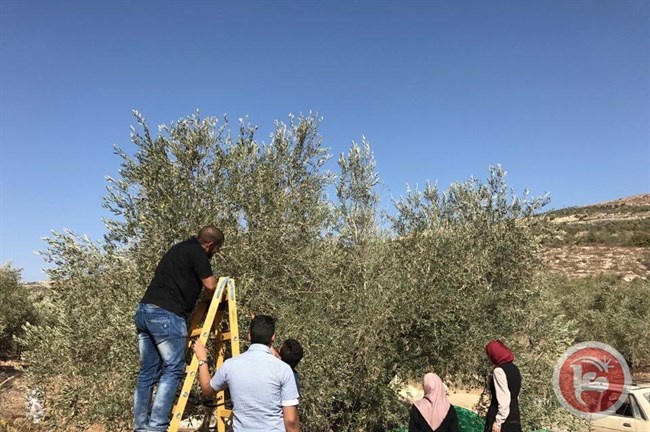 &quot;زيتوننا&quot; تنفذ يوما تطوعيا بقطف الزيتون في قرية عصيرة القبلية
