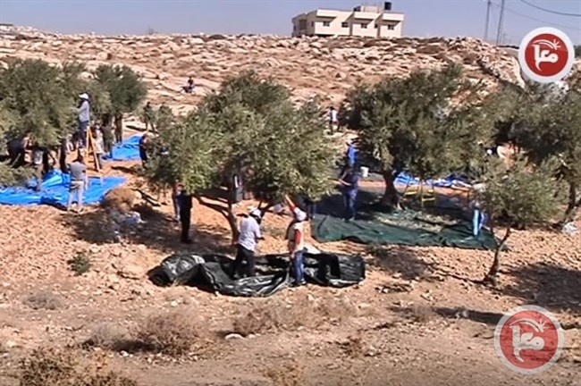 وزارة الزراعة تعلن انطلاق موسم قطف الزيتون