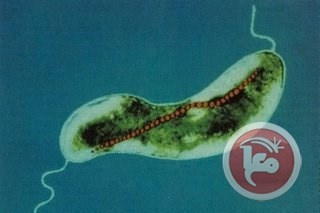 قفزة علمية جديدة في مجال علاج السرطان