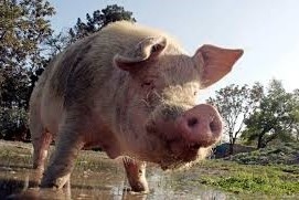 جراح بريطاني يجري تجربة لزراعة قلوب الخنازير في أجسام البشر