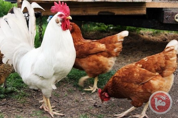 دراسة تكتشف قدرات إدراكية وحسابية للدجاج