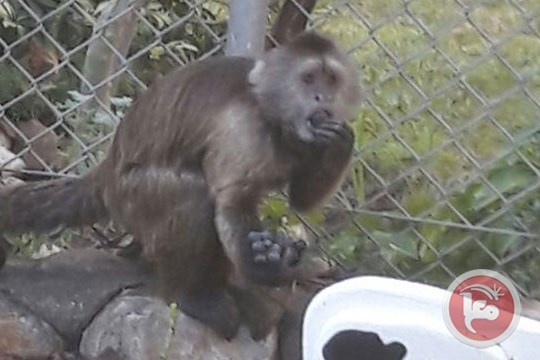 وفاة أول رجل مصاب بفيروس &quot;هربس ب&quot; القردي في الصين