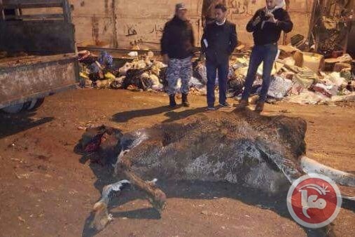 ما قصة جثة البقرة المذبوحة في نابلس؟