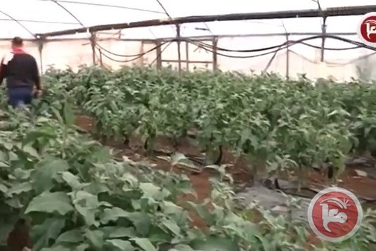 الكوسا والباذنجان من الزراعة الزاحفة إلى المعلقة في طولكرم