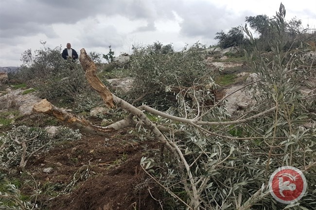 مستوطنون يقتلعون عشرات أشجار الزيتون في ياسوف
