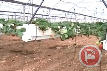 الفراولة في الضفة الغربية تسويق يصطدم بالتوت الإسرائيلي