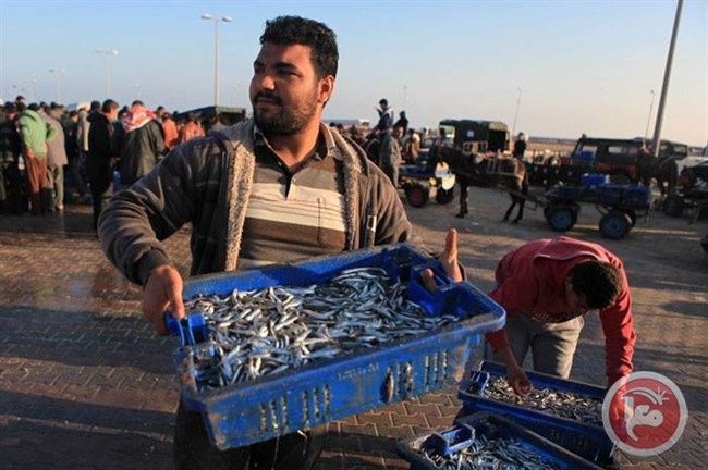هذه تسعيرة الاسماك بغزة