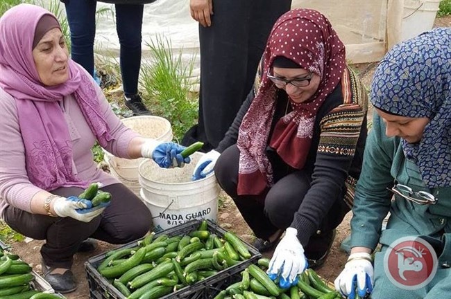 طوباس الخيرية واتحاد المرأة ينظمان يوما زراعيا لدعم صمود المزارعات