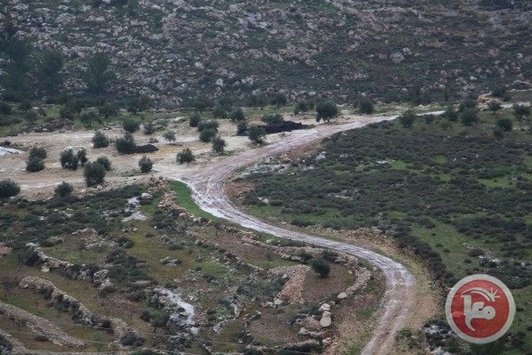 &quot;جذور&quot; شريان الحياة لأشجار الجوّافة