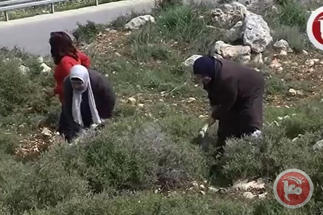 ،، يوم تطوعي لزراعة الاشجار في بلدة ياسوف