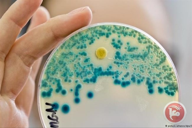 بكتيريا مفترسة قد تصبح مضادا حيويا