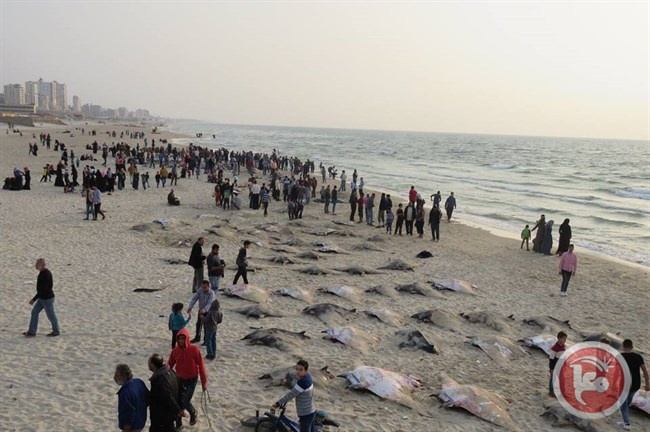 غزة- أسواق الأسماك تشهد انتعاشا بعد ركود دام أسبوعين