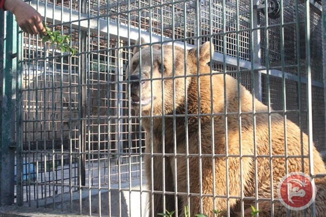 لجنة السلامة تصدر تقريرها حول حديقة حيوانات قلقيلية