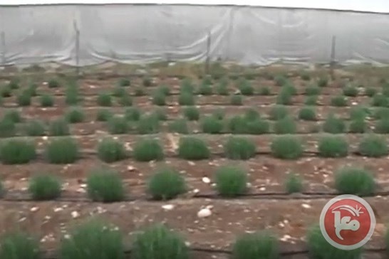 نبتة اللافندر العطرية تزرع لأول في فلسطين