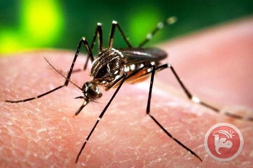 رب ضارة نافعة.. فيروس زيكا لعلاج السرطان!