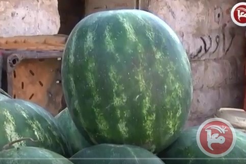 البطيخ .. يتربع على عرش الفواكه برمضان