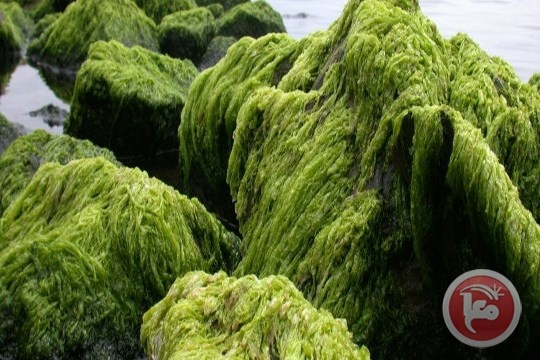 علماء في تشيلي ينتجون وقودا حيويا من الطحالب