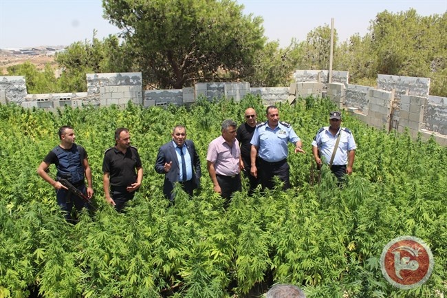 ضبط أكثر من 2500 شتلة ماريجوانا في الظاهرية