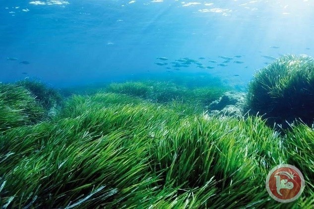 علماء روس: أعشاب البحر قادرة على قتل الخلايا السرطانية