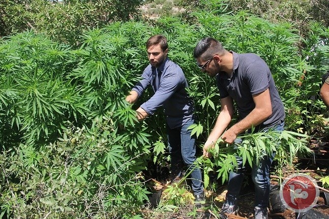 ضبط ألف شتلة مارجوانا بمنطقة حرجية شمال رام الله