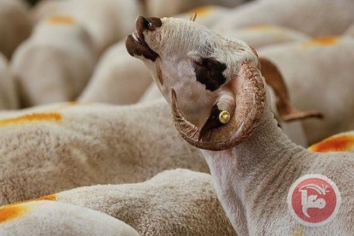 السعودية تخصص أكثر من 25 مليون رأس ماشية للعيد