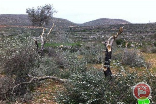 مستوطنون يعدمون عشرات الاشجار جنوب نابلس