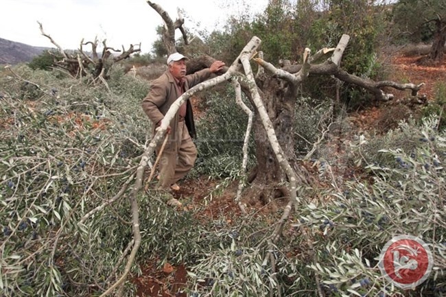 مستوطنون يحطمون 30 شجرة زيتون جنوب نابلس