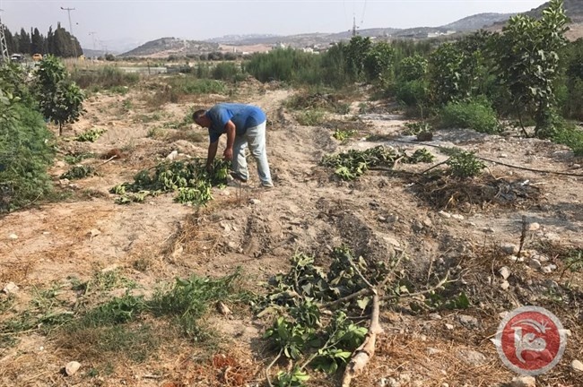 نابلس- جرافات الإحتلال تقتلع عشرات الأشجار المثمرة