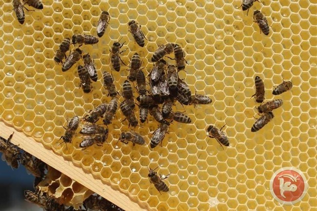 دراسة: 75% من العسل في العالم يحتوي على مبيد حشري