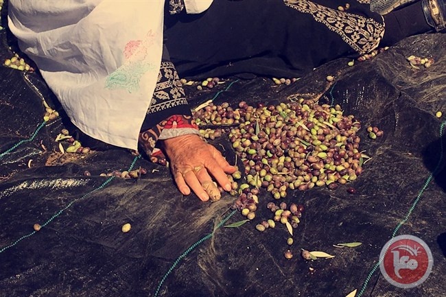 المفتي يدعو لإخراج زكاة الزيت والزيتون
