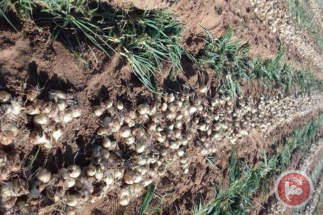 بدء طرح البصل المحلي في أسواق غزة