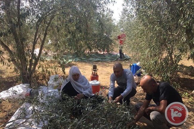 جني محصول الزيتون يعزز العمل التطوعي الشبابي بغزة