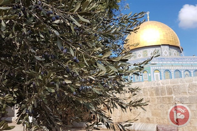 125 انتهاكا للمسجدين الاقصى والابراهيمي خلال شهر