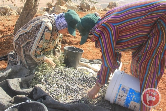 العمل الزراعي يختتم حملة &quot;مستمرون بصمود مزارعينا&quot; لموسم قطف الزيتون