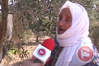 في موسم قطف الزيتون- تتجدد معاناة أهل قرية الجيب