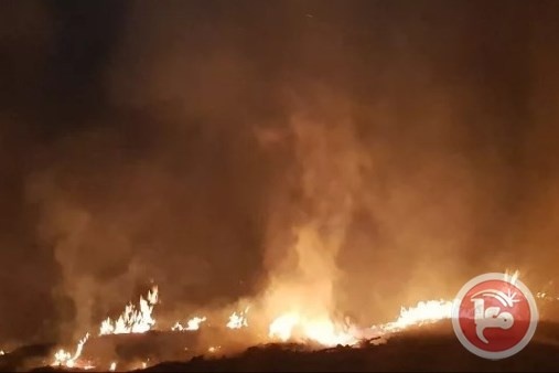 حريق كبير يلتهم 800 شجرة زيتون جنوب جنين