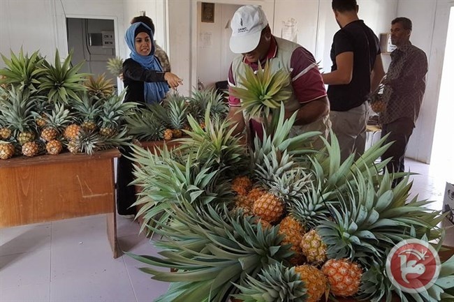 &lt;div&gt;صورة وتعليق: &lt;/div&gt;لأول مرة- نجاح تجربة زراعة الاناناس في قطاع غزة