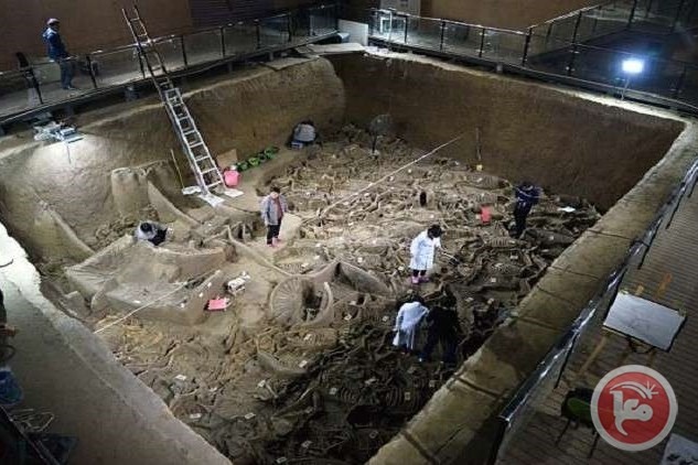 اكتشاف مقبرة أثرية سكانها ليسوا بشرا في الصين