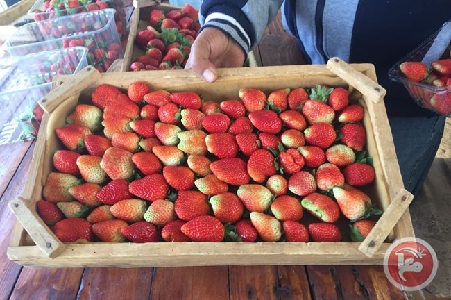 تصدير شحنة فراولة غزاوية الى الكويت لاول مرة
