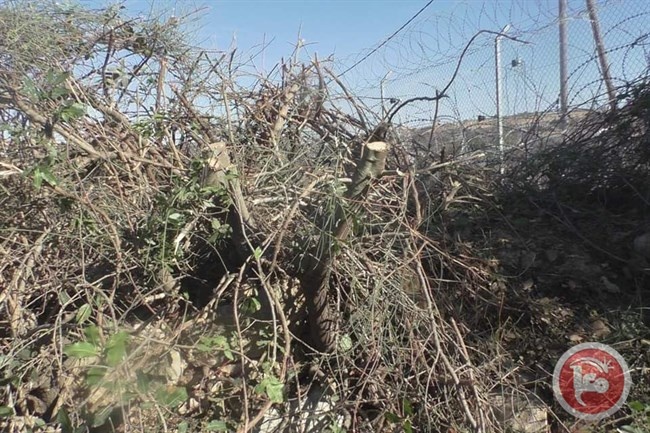 الاحتلال يقطع عدة اشجار في بيت امر