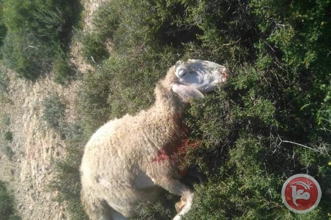 A settler runs over a flock of sheep in Kisan, east of Bethlehem