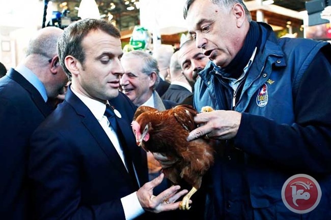 الرئيس الفرنسي يتبنى دجاجة !