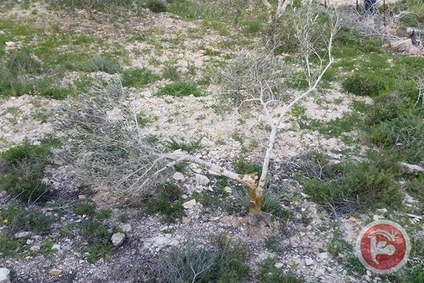 مستوطنون يحطمون أشجار زيتون جنوب نابلس