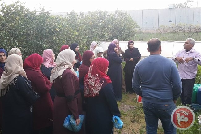 اتحاد جمعيات المزارعين ينظم زيارة لمزارعين من دير بلوط