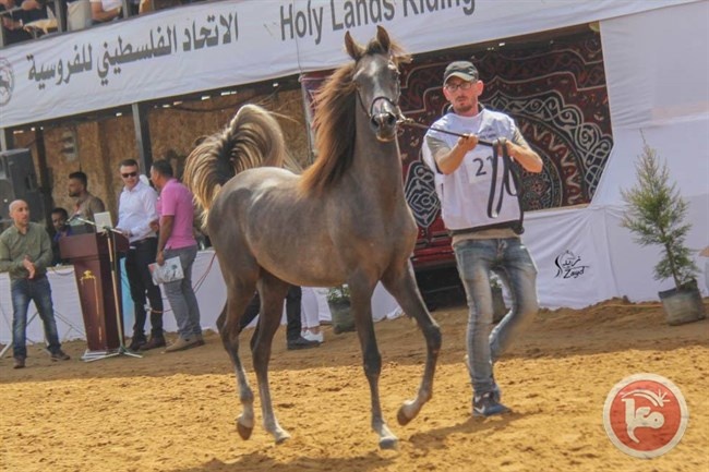 &quot;الاتحاد الفروسية&quot; ينظم بطولة جمال الخيل العربي