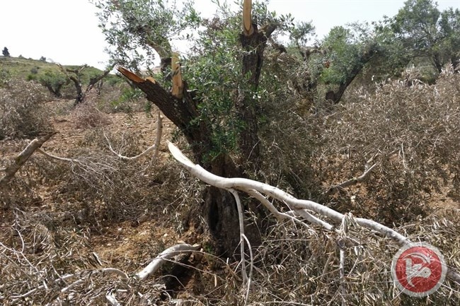 الاحتلال يقتلع أشجار زيتون جنوب بيت لحم